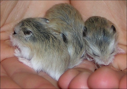 Three little hamsters