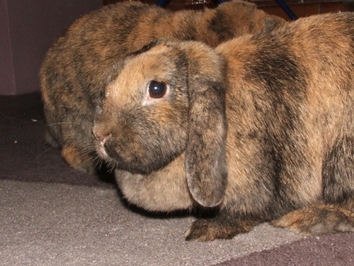Toffie