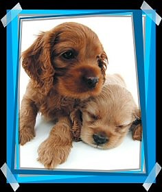 ...dwa pieseczki...;*;*