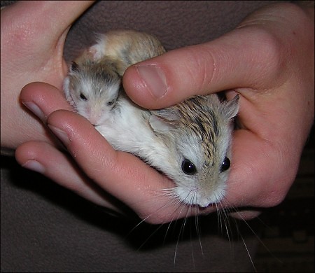 Hamsters