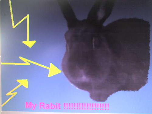I znowu RABIT!!!!!