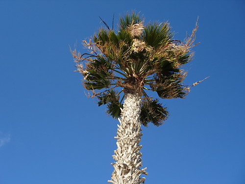 Palma