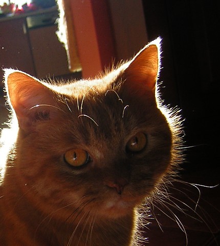 In the sun