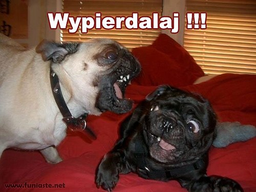 hahaha 