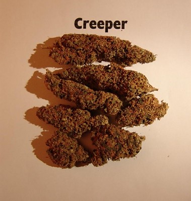 Creeper