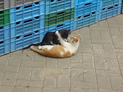 moje kety...:)