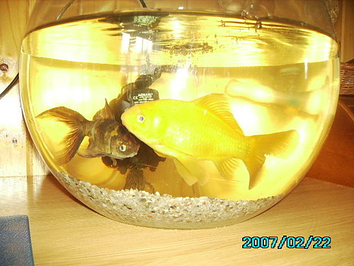 lybki:)