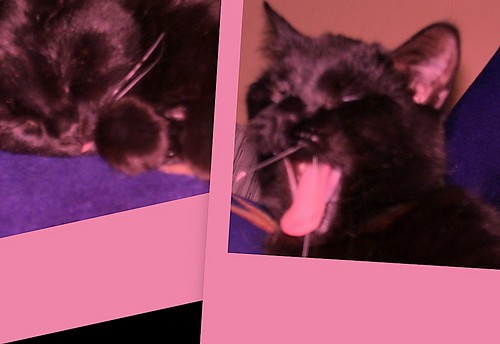 Blackie :)))