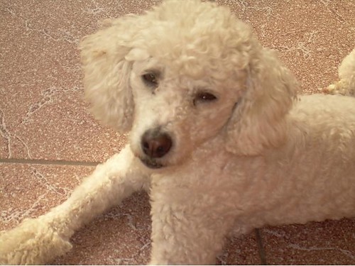 Misia :)