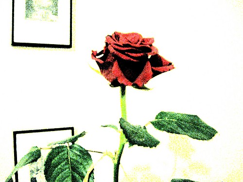 rose:)