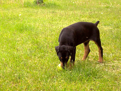 Mj piesiu:):)
