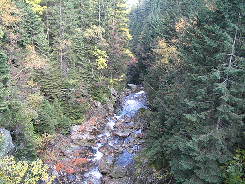 widiczek