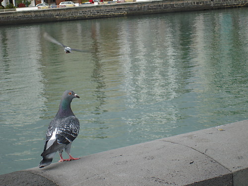Bird!