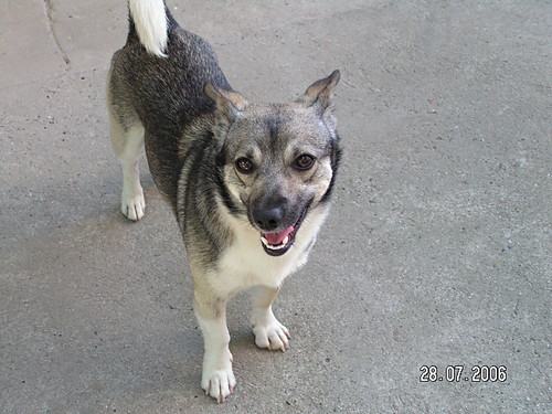 My dog is looking at you