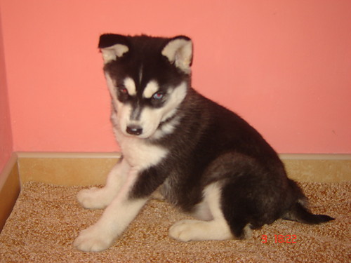 Megy