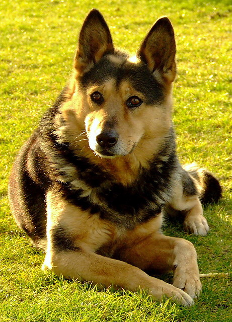 Kastor