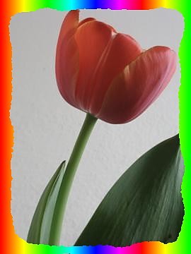 Tulipanek