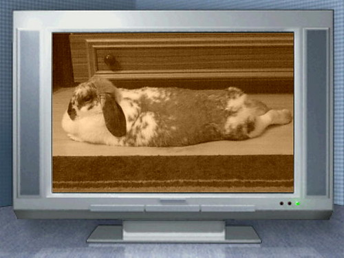 my rabbit