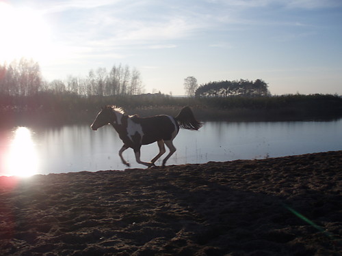 Galop ;] 