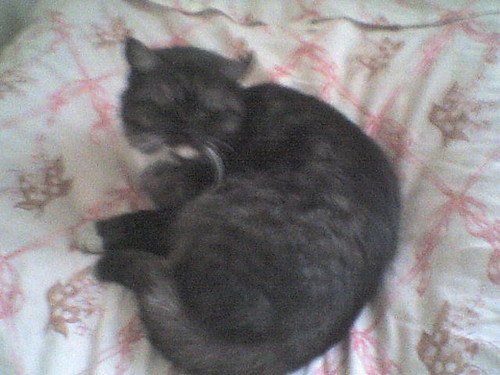 kocisko