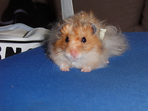 my chomiczek!!!!!!!!!!!!!