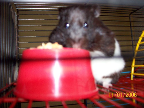 My chomik...