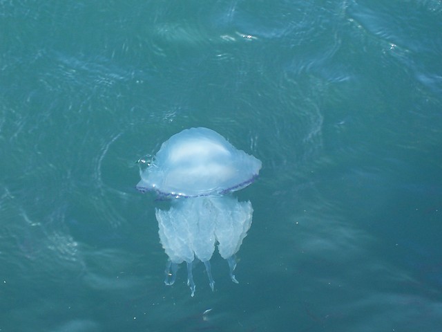 Meduzka