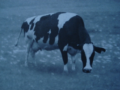 krowana