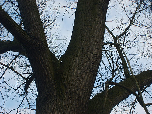 Fragment drzewka