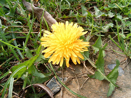 4 those who love dandelions