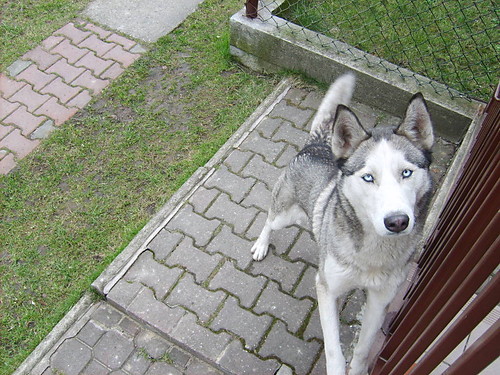Nerko