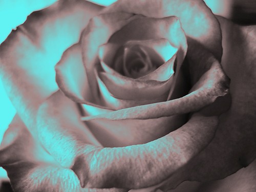rose