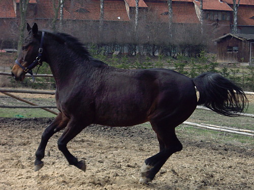 Galop Sofci :) 