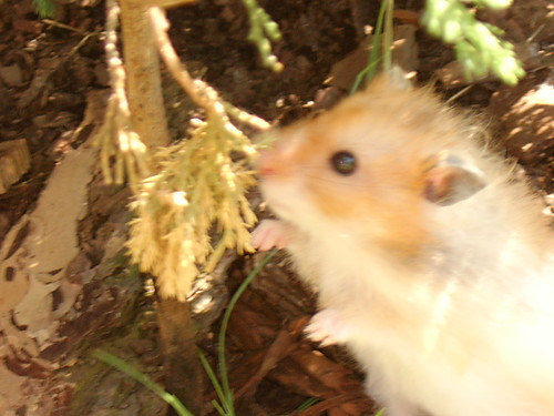 CHOMIK.....:]he,he:)
