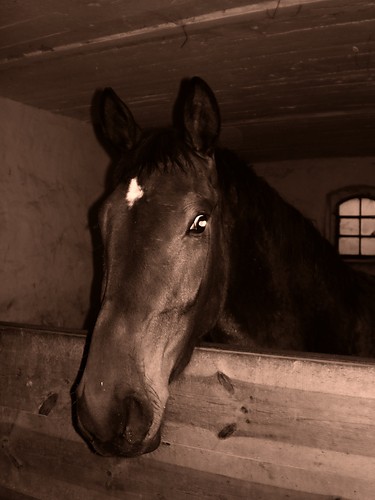 Dorciaღ