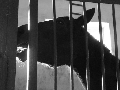 Konik:)