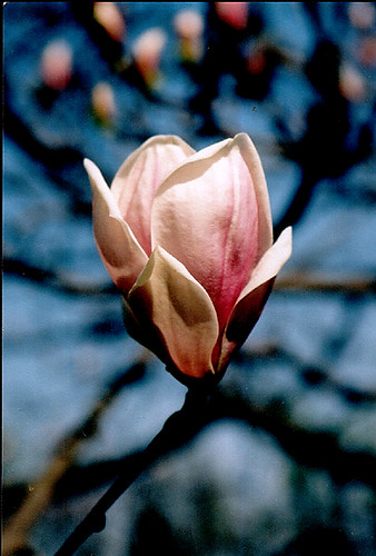 ***magnolia***