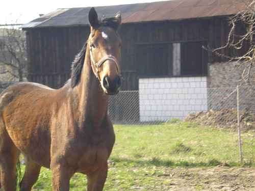 Derღ