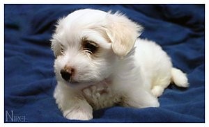 Piesek:)