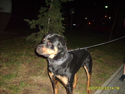 My love dog :*:*:*