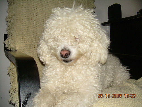 misia