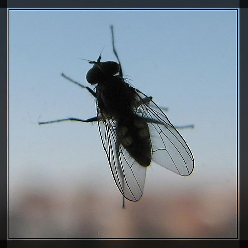 fly