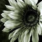 magic flower...:P