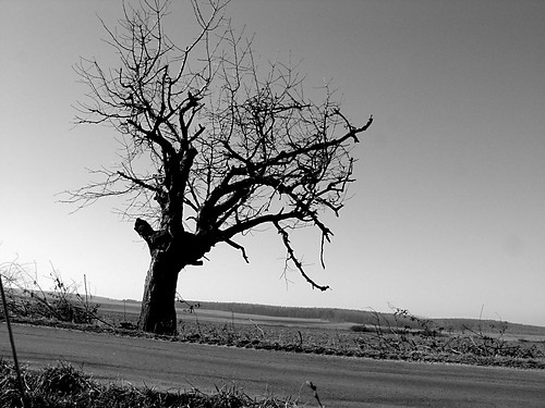tree