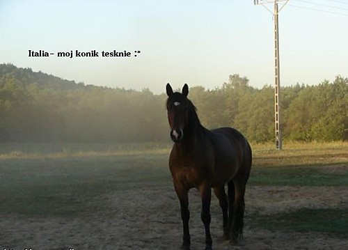 Italia x*