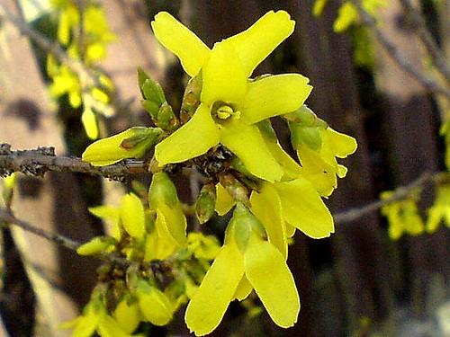 again forsycja ;p