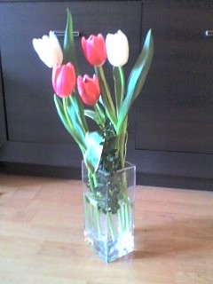 Tulipanki :)