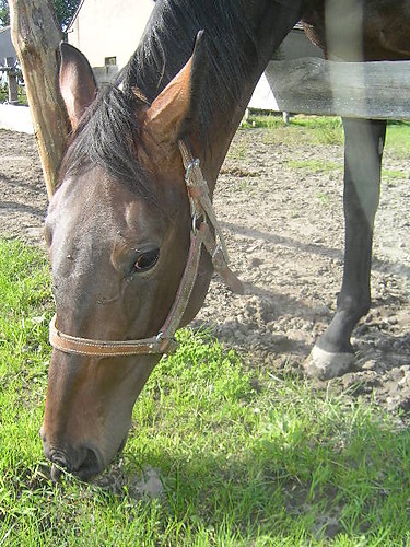 Carmen