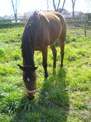 Dorciaღ