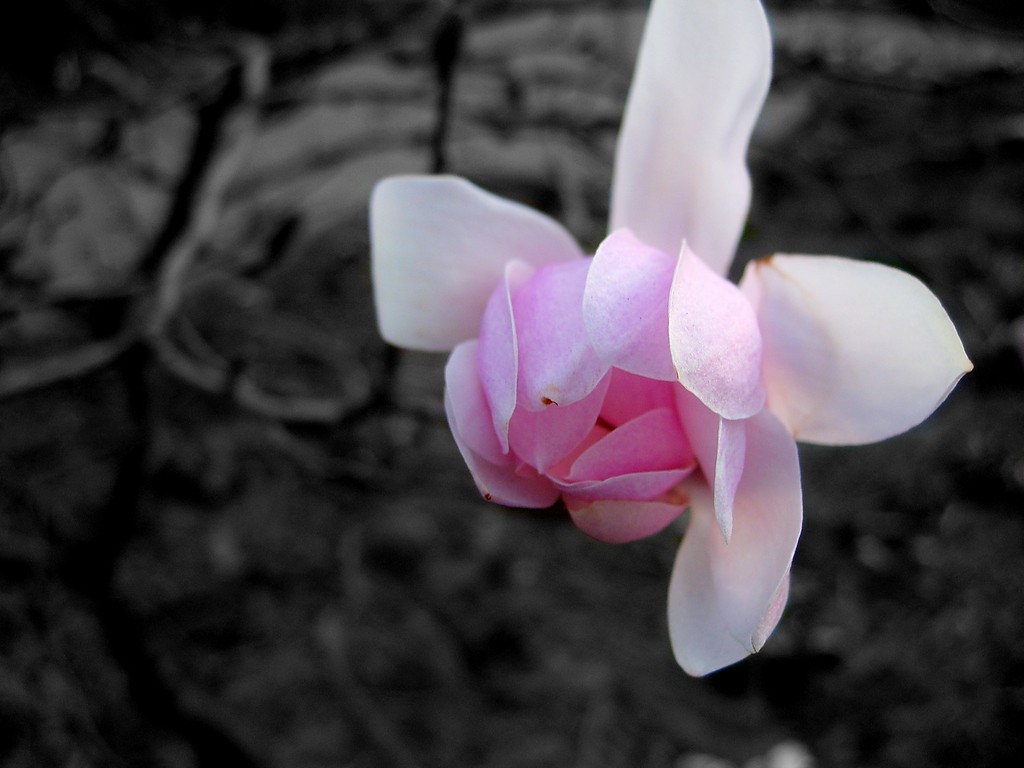 ...magnolia...
